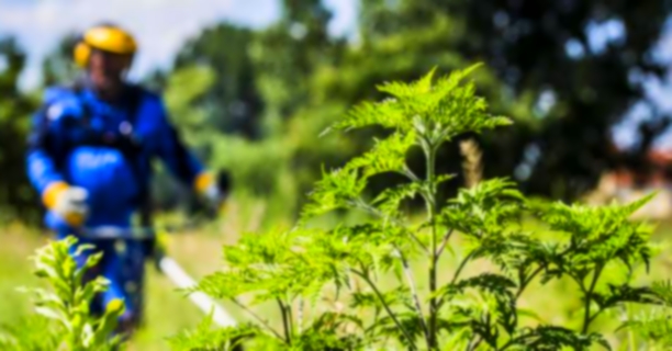 Megérkezett a parlagfű szezon, időben szólunk! Akár azonnali kényszerkaszálás is elrendelhető!